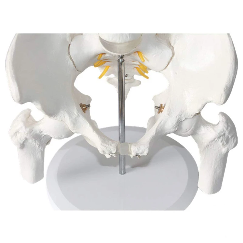 인체 5 섹션 요추 척추 및 골반 다리 뼈 해부학 모델, 의료 과학 교육 자원, 직송