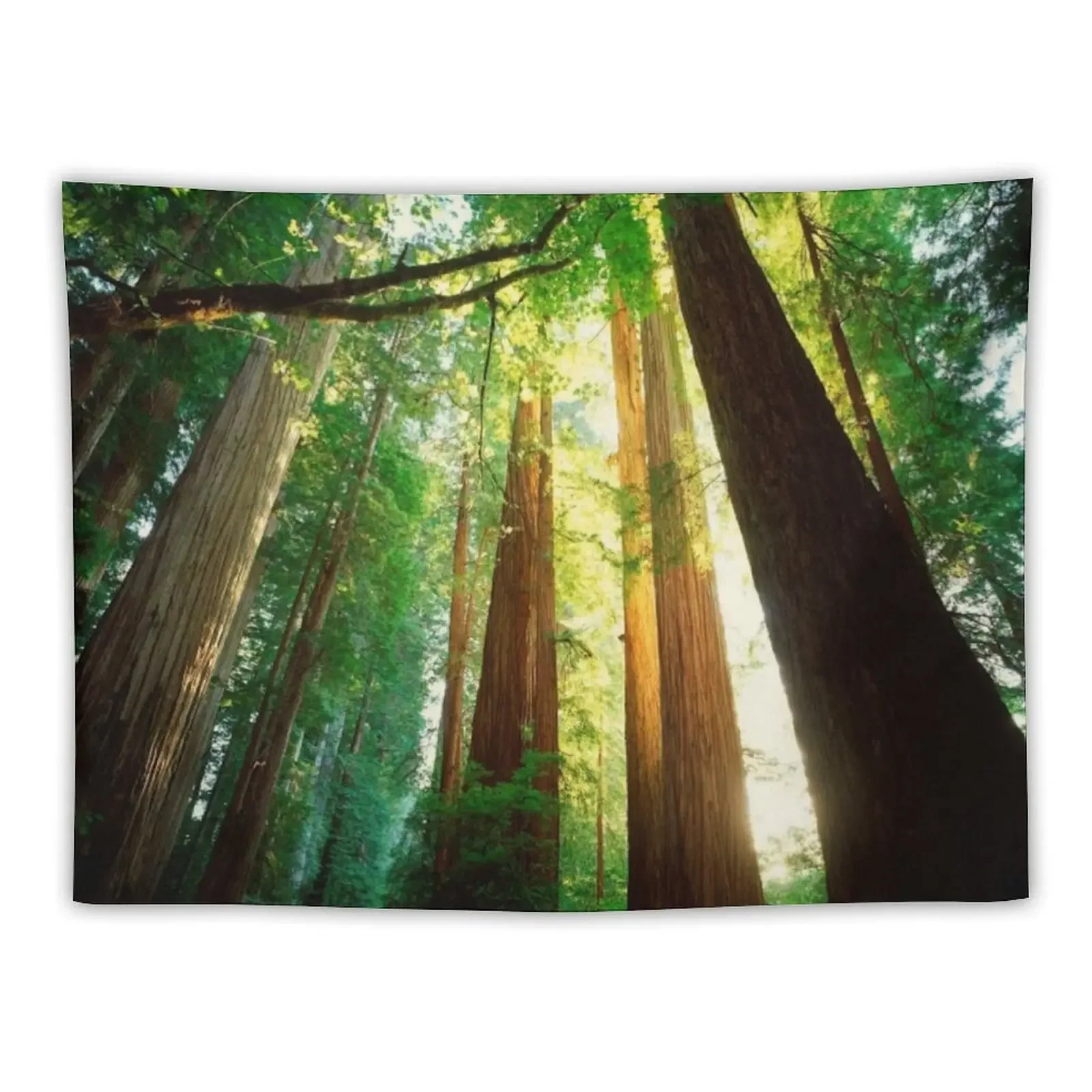 

Redwoods Tapestry Room Design Room Decor Korean Style Decorative Wall Mural Room Decorator Tapestry