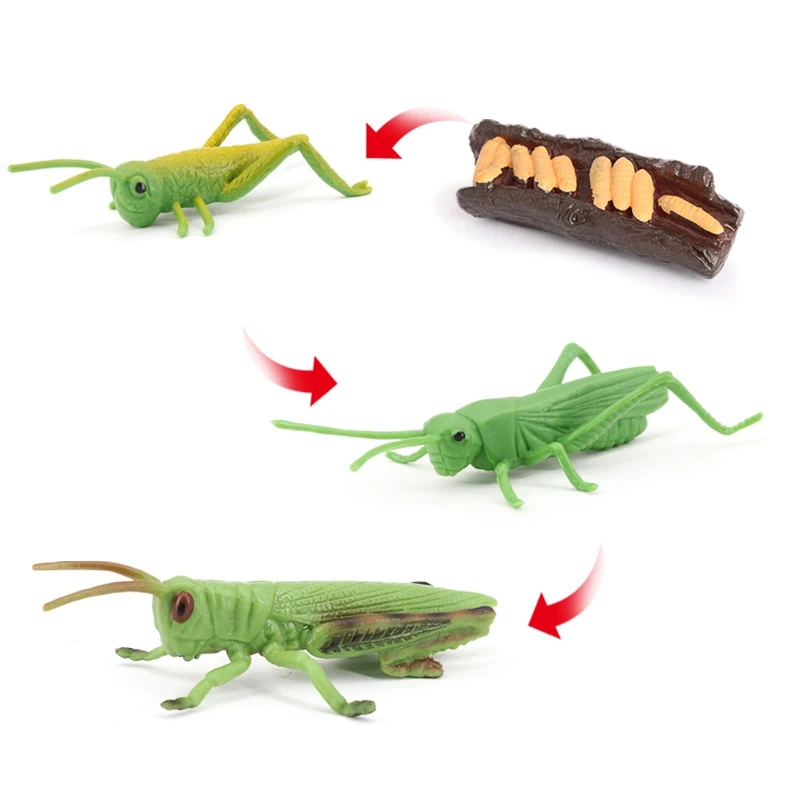 Simulação Locust Animal Life Cycle,Insect Growth Cycle Model, Brinquedos educativos para crianças