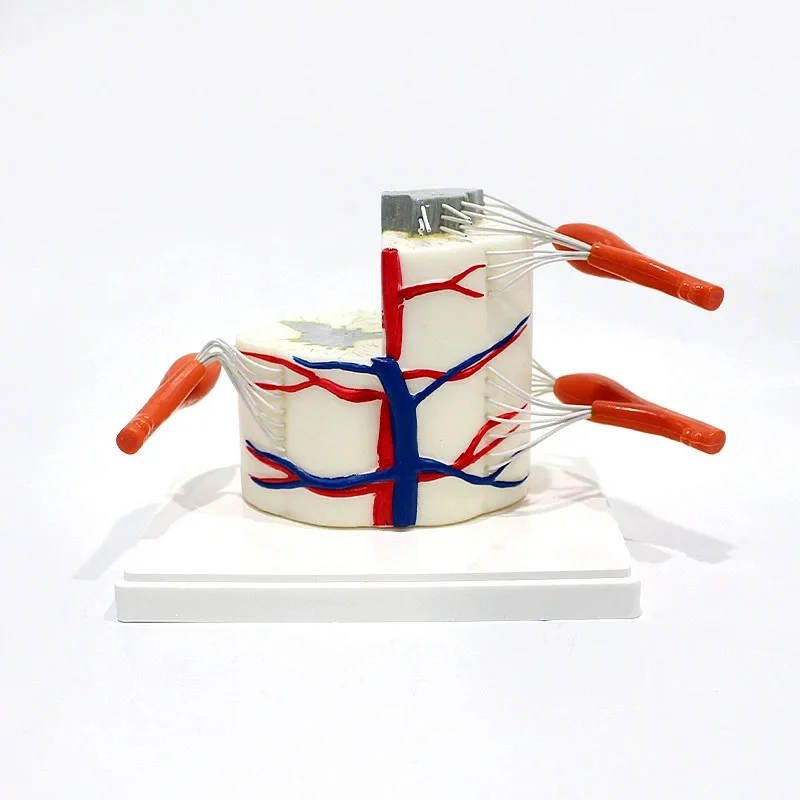 

Медицинская наука Модель позвоночника человека Анатомическая модель человека