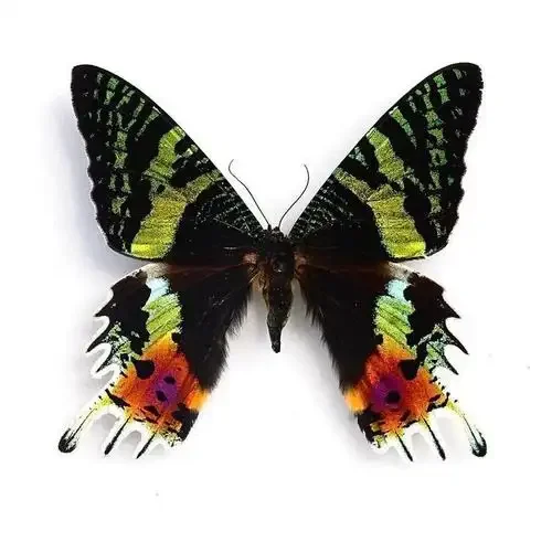 2 PCS natural Real Butterflies Specimen (Sun Moth and Moon Moth）