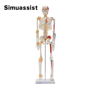 Modelo de esqueleto humano 1/2 Tamaño de vida de 85 cm Medio músculo y medio ligamento Dibujo de anatomía de ciencia médica 8 Mejor cifra de anatomía de ventas - №5