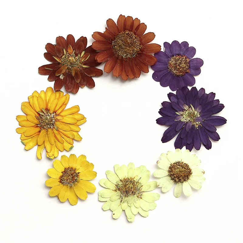 

120pcs Pressed Dried Zinnia elegans Jacq Double Flower Herbarium Resin Epoxy Jewelry Card Bookmark Frame Phone Case Makeup Lamp