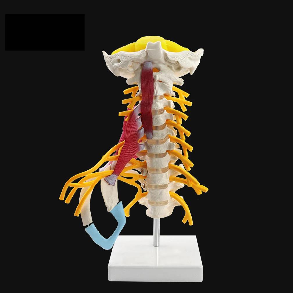 

1:1 Life Size Cervical Vertebrae Body Cervical Spine Model Human Anatomy Spinal Cord Sketelon Anatomical Nerve Model Wholesale