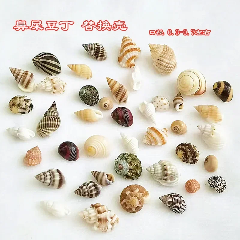 Natural Striped Conch Seashells Hermit Crab Replacement Shell Collection Fish Tank Aquarium Landscape  Nautical Shell