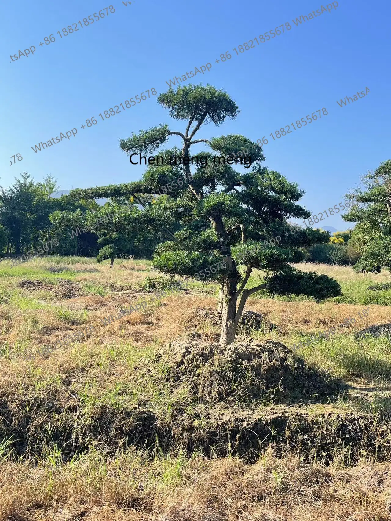 

New courtyard beautiful Luo Hansong boutique modeling tree villa