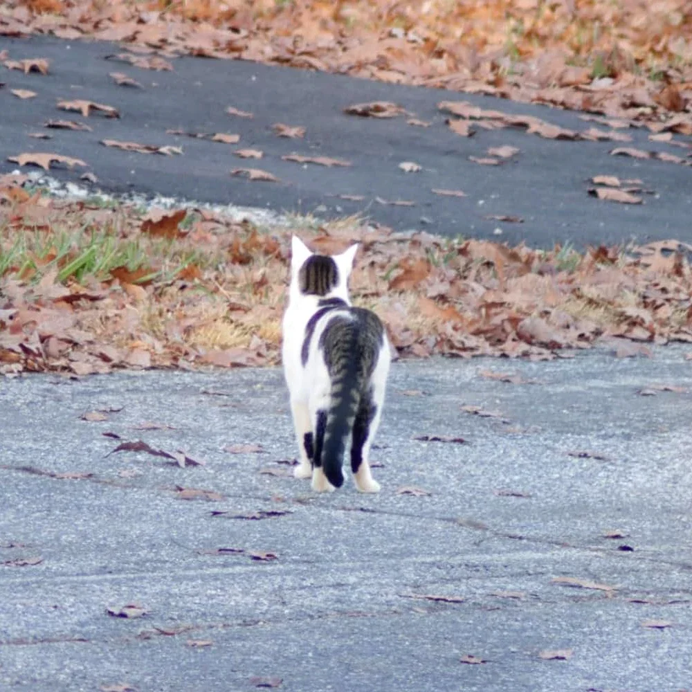 Lightdow 420-800mm F8.3 عدسة تليفوتوغرافي فائقة التكبير اليدوي مع محول 2X RU USA ES توصيل المستودعات الخارجية