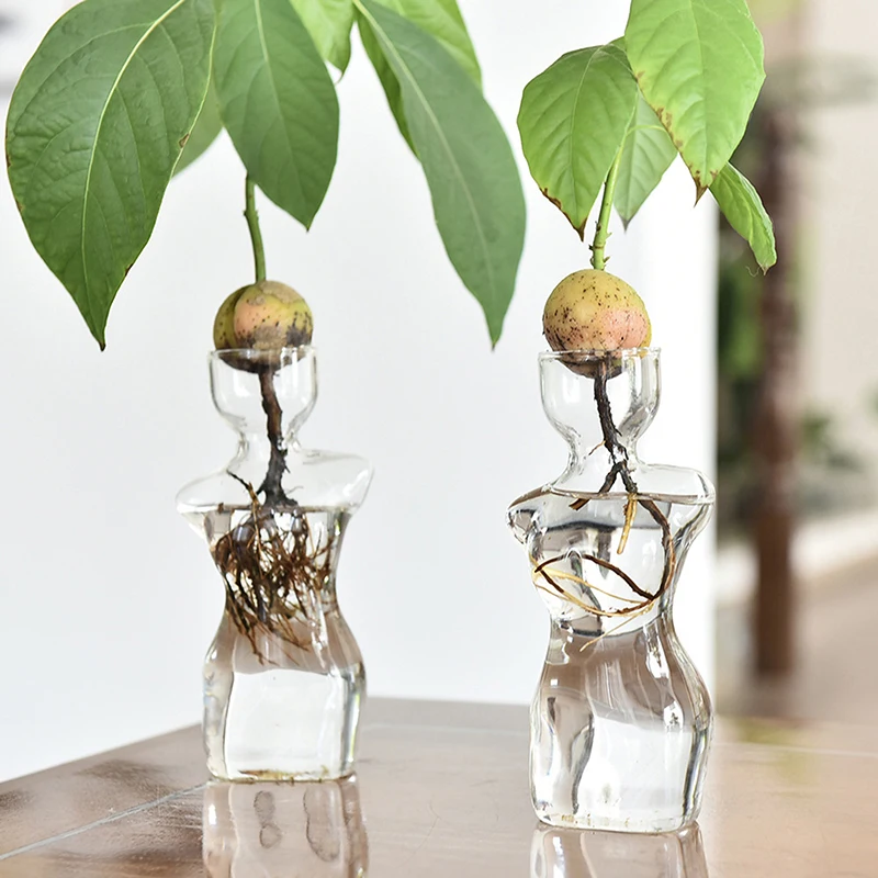 Transparent Glass Body Vase Avocado Seed Starters Vase Seed Growing Kit Avocado Vase For Gardening Lovers Home Decor