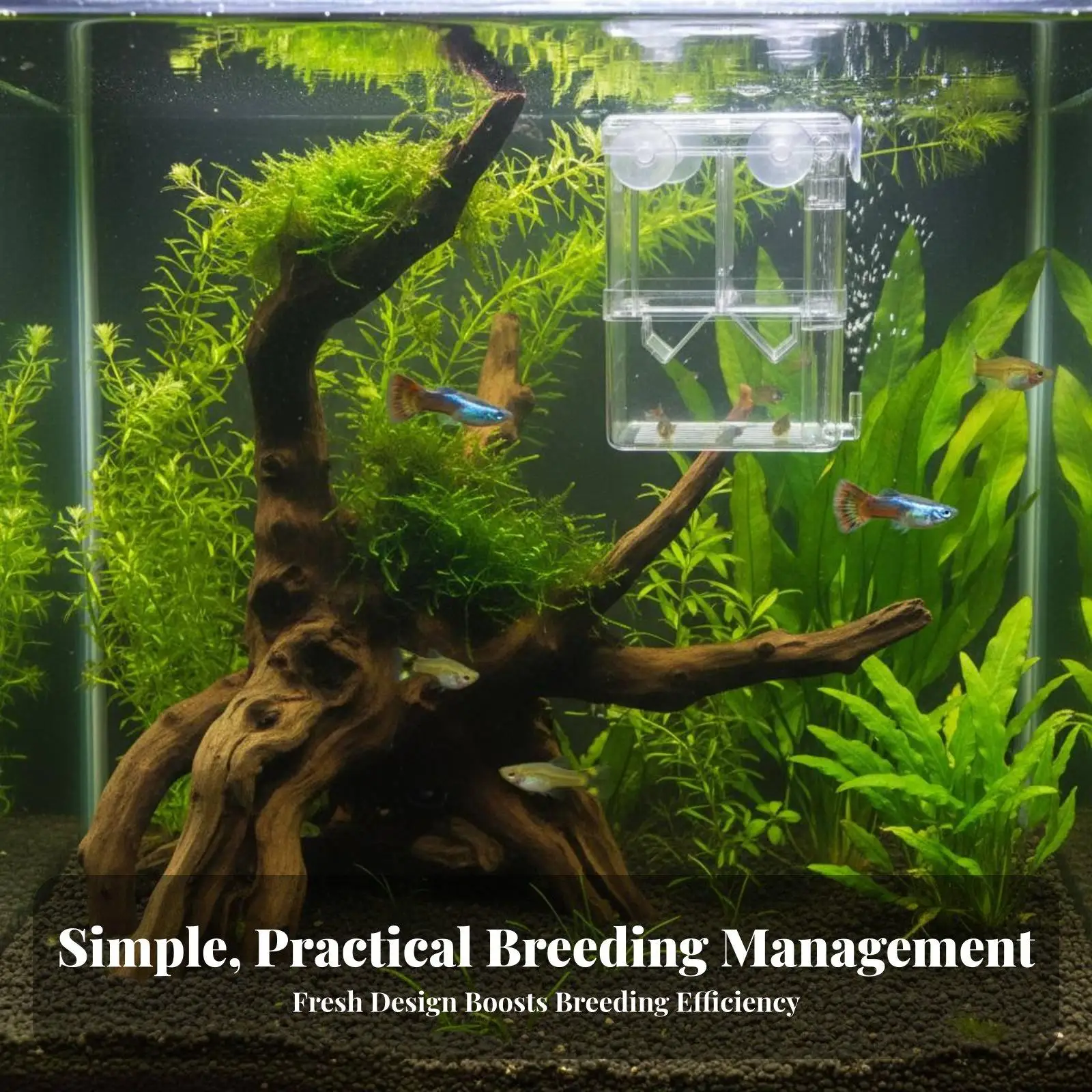 二層水槽飼育タンク稚魚隔離分離器透明孵化箱水槽用品用 - Aquarium Fish Tank のレビューと価格