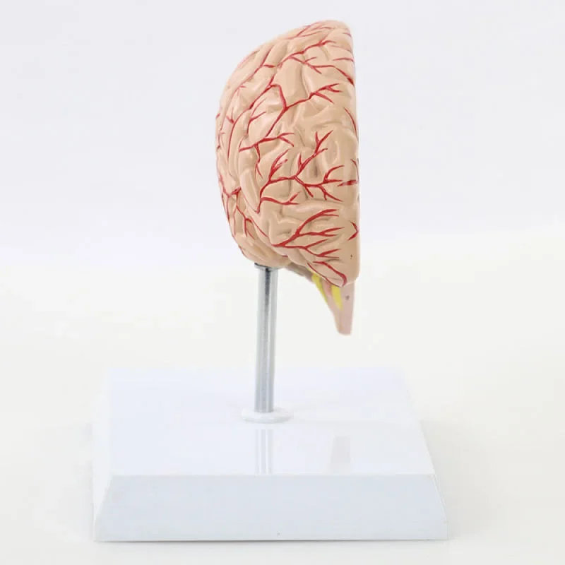 Human Cerebral Artery Model, Brain Anatomy Model, Half Brain, Human Size With Numbers