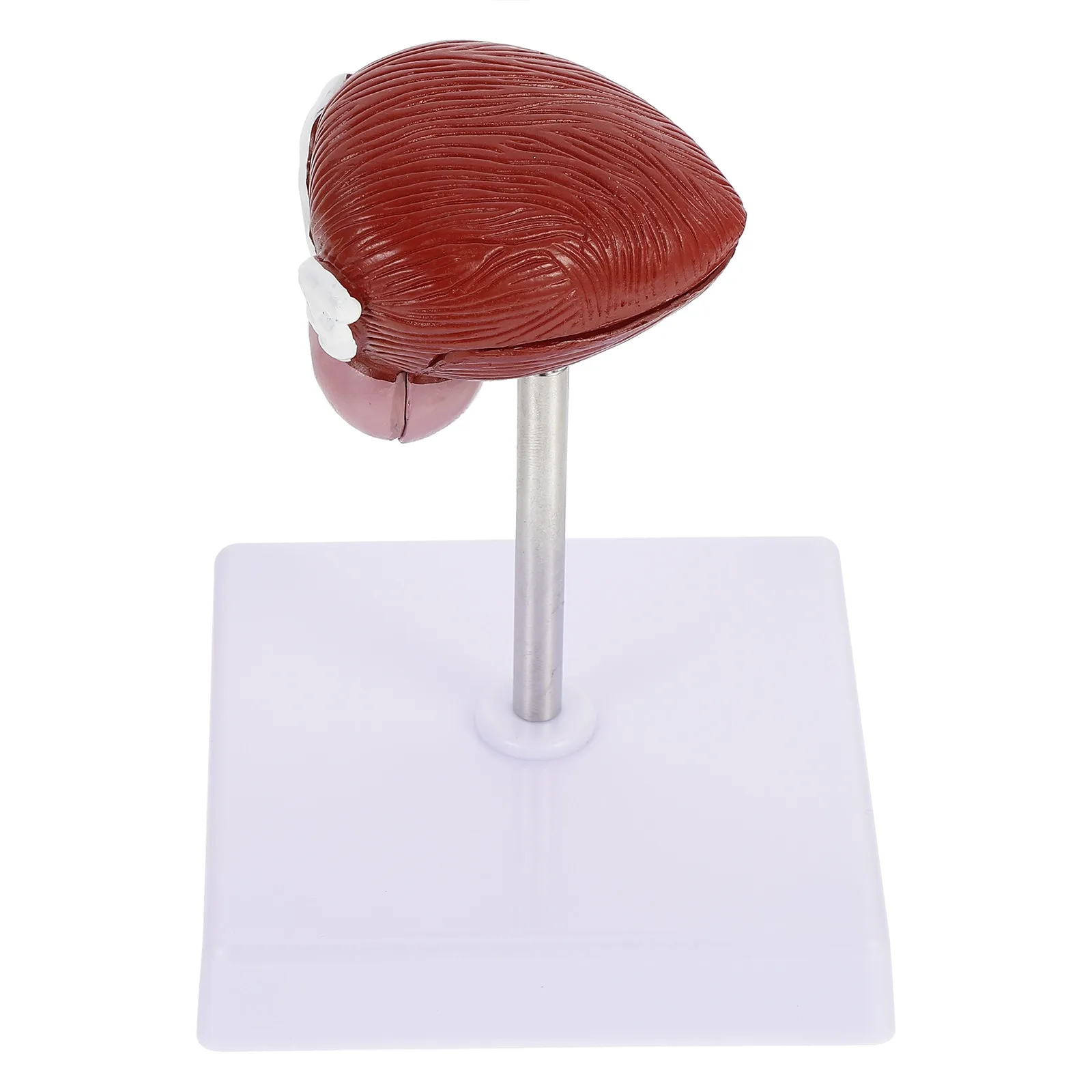 

Анатомическая модель мочевого пузыря (1 шт.) – Учебное пособие для демонстрации человеческих органов в медицинских вузах и физиологии