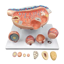 Ovary Model Medical Science Enlarged Ovarian Simulator Teaching Aids for Medicine College Biology and Hospital