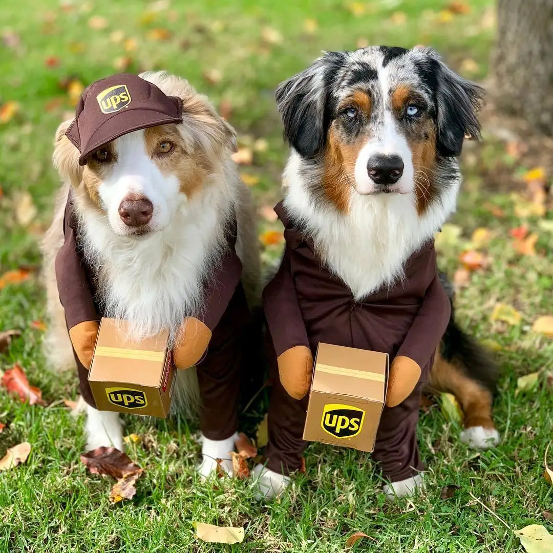 Lustige Kurier Hund Haustier Katze Kleidung Halloween Haustier Kostüme dekorative Cosplay mittel große Hunde Kostüm