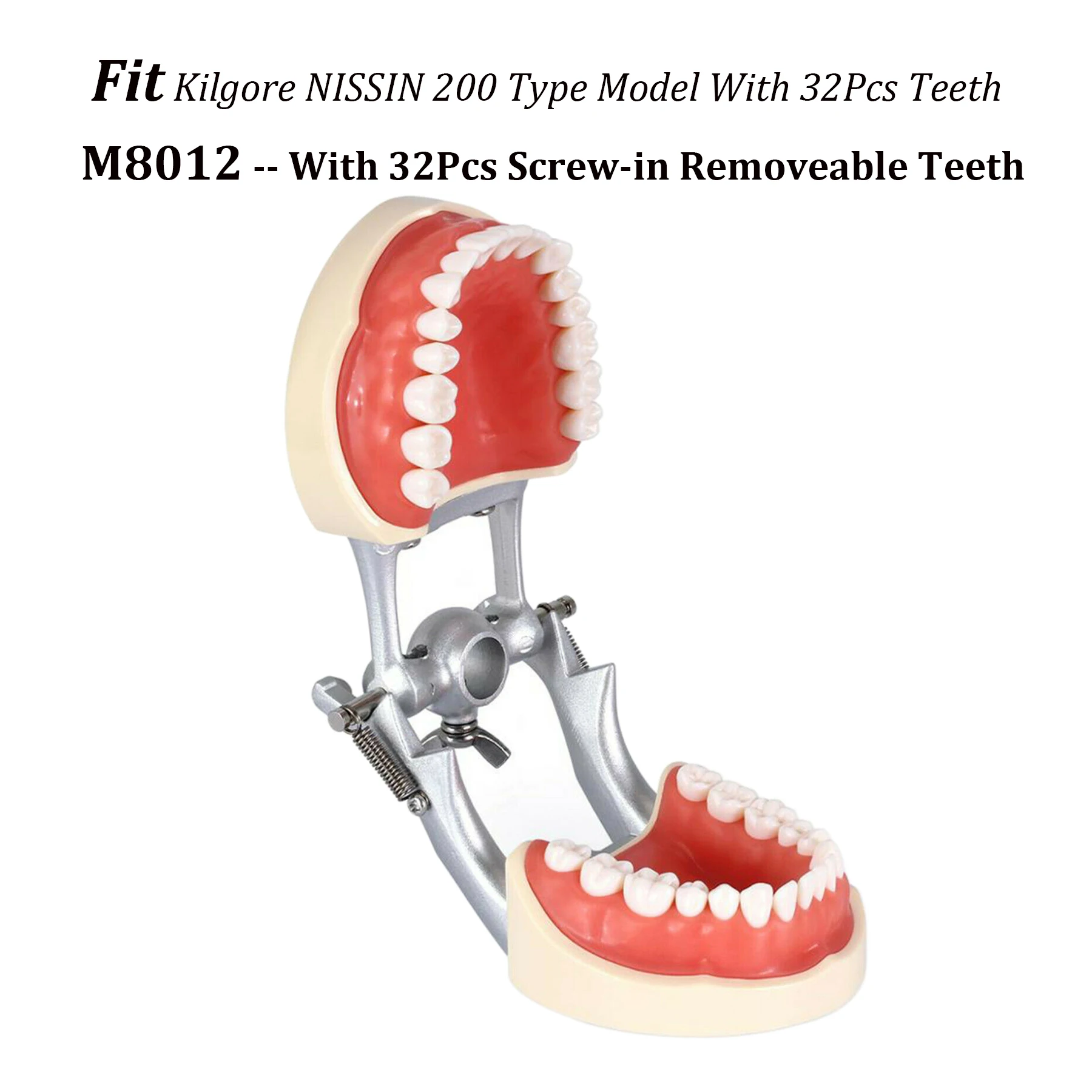 Kilgore Nissin 200 Type Model Fit Dental Screw-in 32Pcs Teeth Model Filling Typodont Standard Practice Study Teach Demo M8012