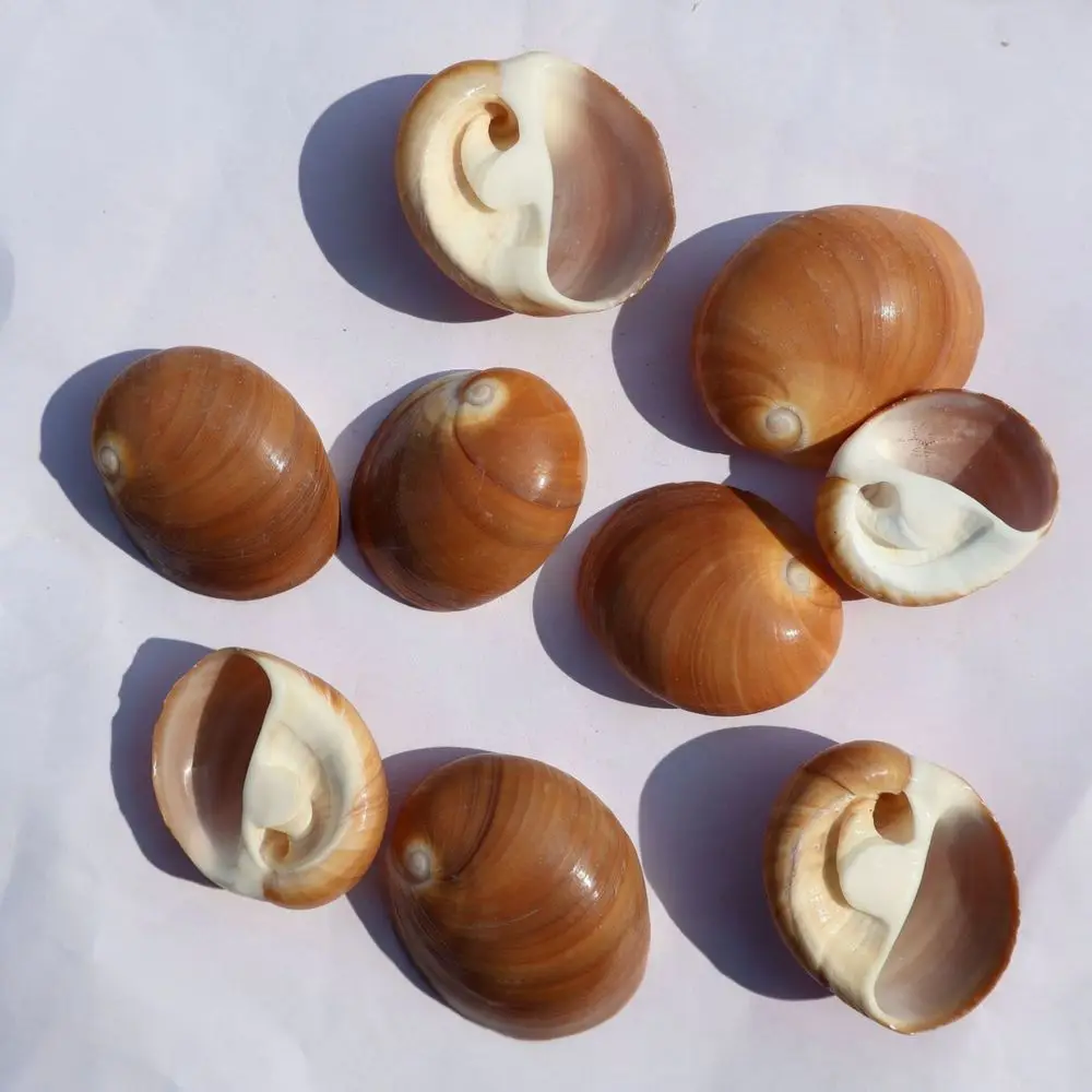 Natural Seashells Conchs Mix For Fish Tank Aquarium Landscaping Nautical Ornament Beach Style Home Crafting Accessories