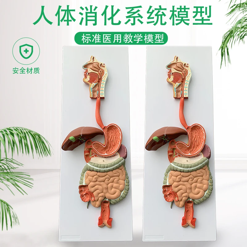 

Human digestive system model Visceral organ anatomy Teaching aids for Hospital school