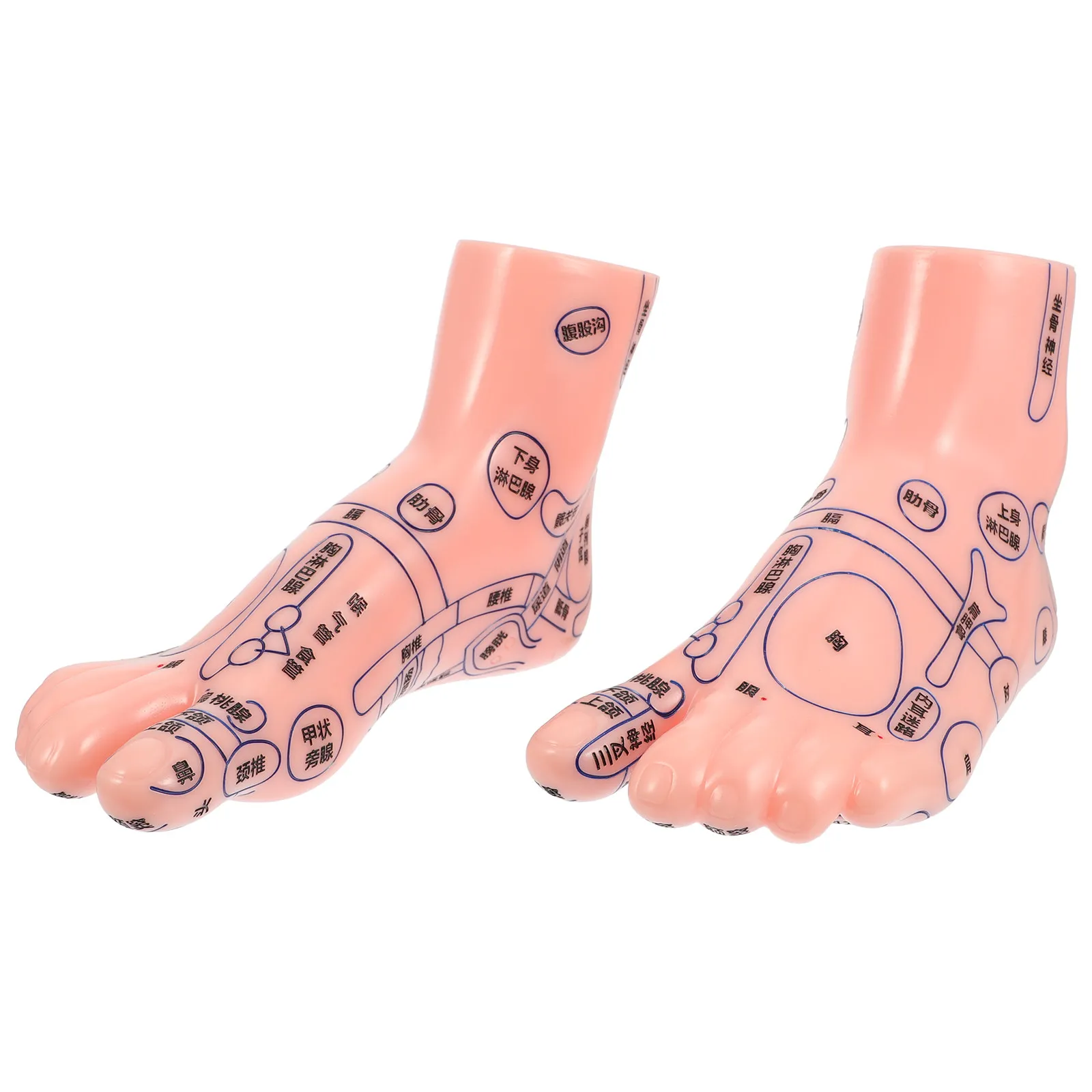 

Пара реалистичных моделей стопы для обучения массажу и акупунктуре, для обучения в медицинских и сестринских учебных заведениях