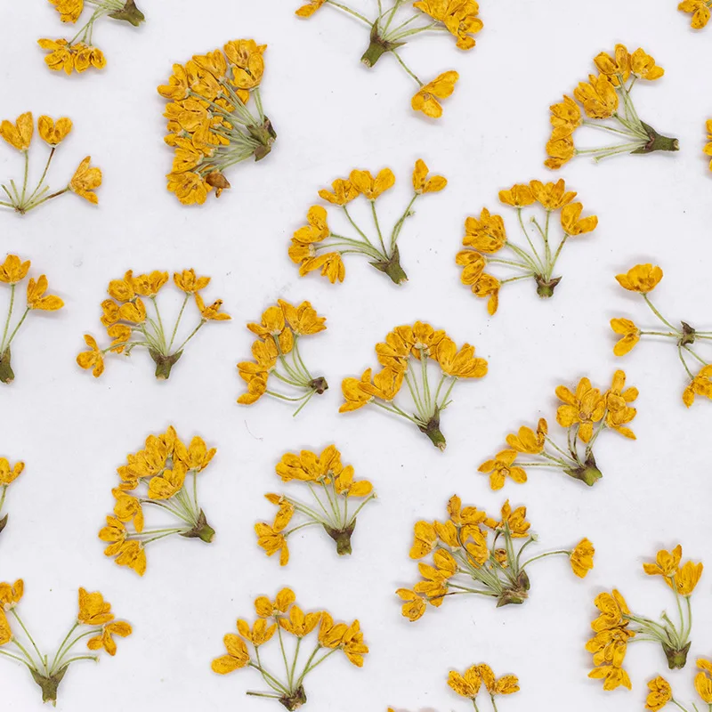 24 Stück, Natürliche Echte Gepresste Blumen, Getrocknete Pflanzen, DIY-Material für Harz, Lesezeichen, Scrapbooking, Heimdekoration, Bastelzubehör – Detail 5