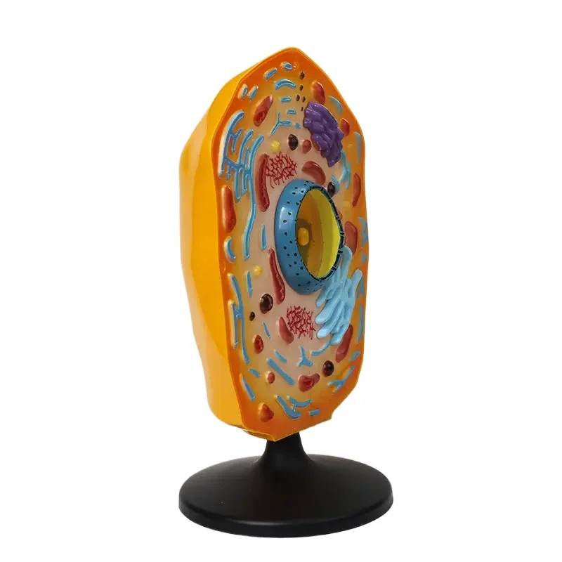 

Educational animal cell model for high-quality hot-selling biology teaching