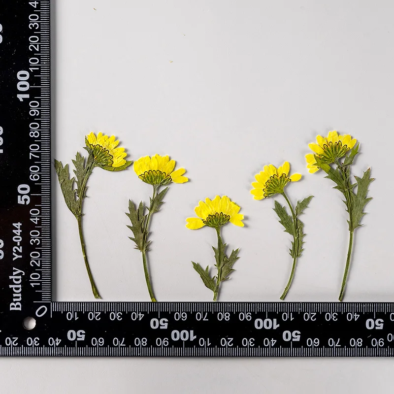 5-8cm/24 Stück, Seitlich Gepresste Kristallchrysantheme mit Zweig, Getrocknete Blumen DIY Handgemachte Aufkleber Fotorahmen Lesezeichen Geschenkkarten-Deko – Detail 26