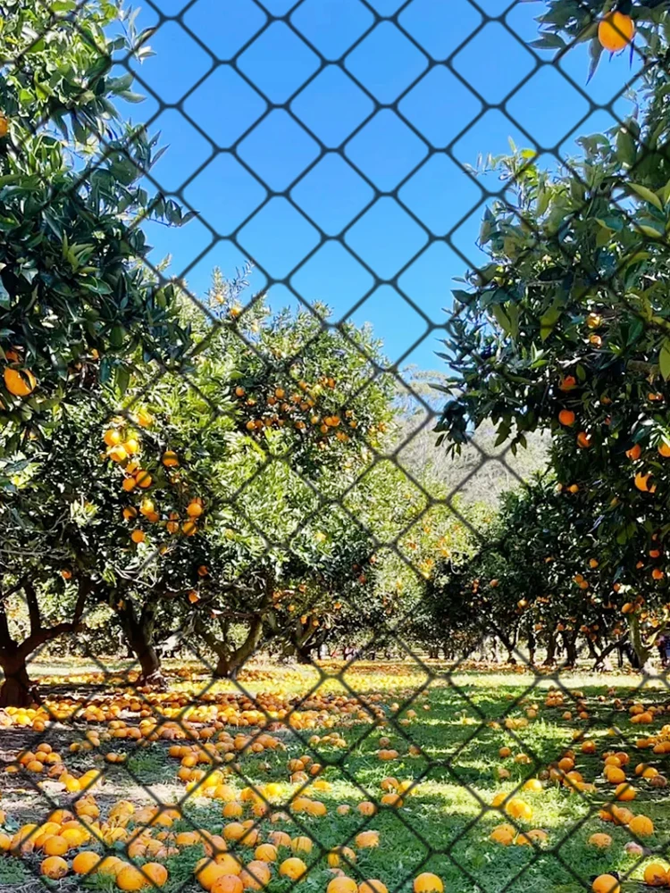 

Nylon Bird Netting Mesh Hawk Netting 25 X 50 FT Chicken Coop Netting Fruit Tree Netting for Fruit Trees Plants