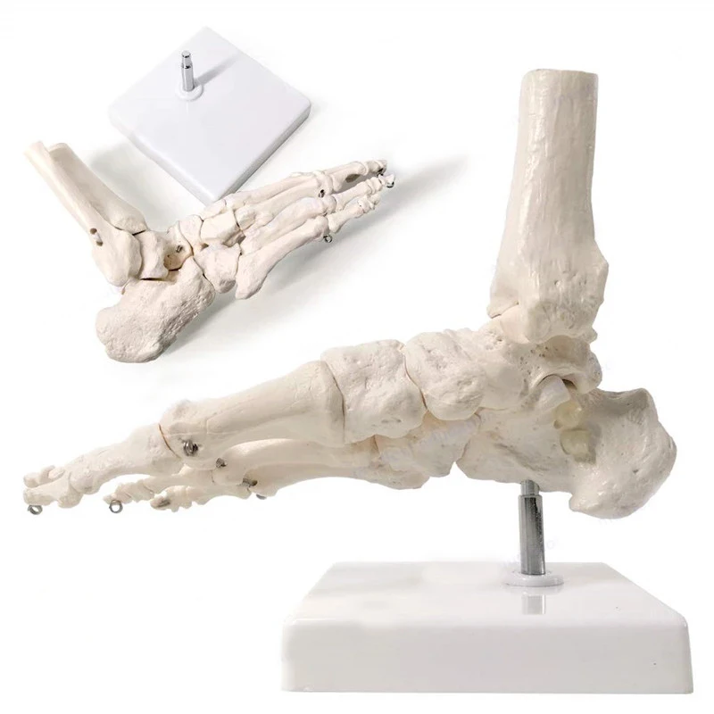 Life Size Foot Joints and bones Foot Anatomy Skeleton Human Foot and Ankle Model with shank bone Anatomical Models LearningTool