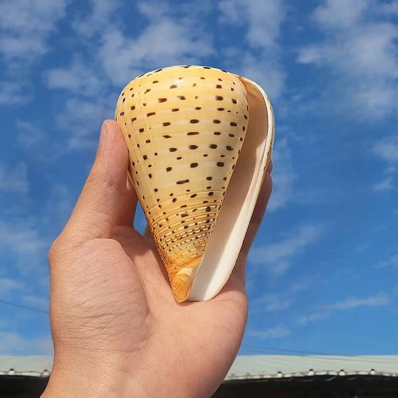 

New Natural Conch Shell Yellow Corn Conch Fish Tank Landscaping Decorative Home Ornaments Mediterranean Style Shooting Props