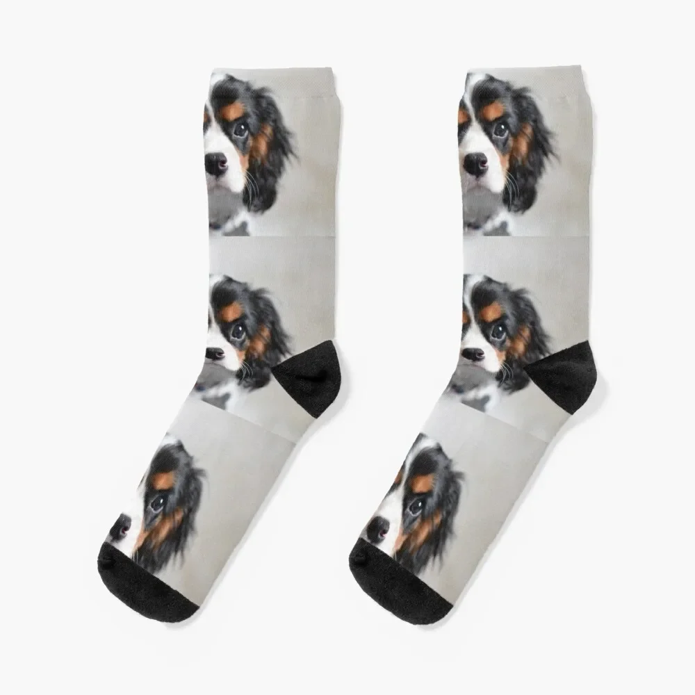 

Cavalier King Charles Socks halloween ankle Socks Female Men's