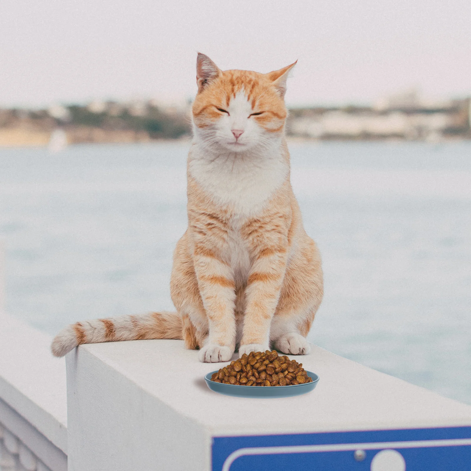 4-teilige Katzenfutternäpfe, runde flache Scheiben für Kätzchen, kurzbeinige Katzen, grün, gelb, leicht zu reinigen, Haustierplatten für den täglichen Gebrauch