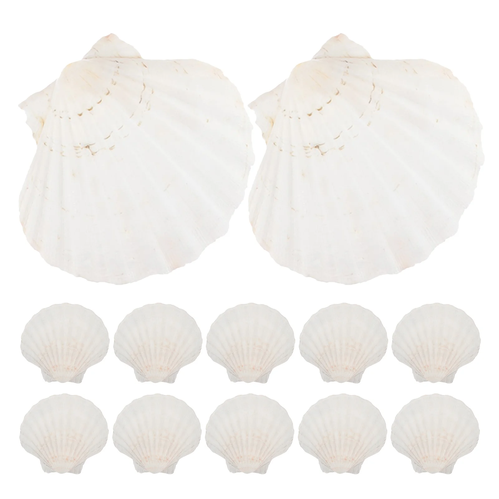 

20Pcs Natural Shell Tableware Set - Heat Resistant Scallop Shells for Baking Seafood Grilling Serving Reusable Beach Party