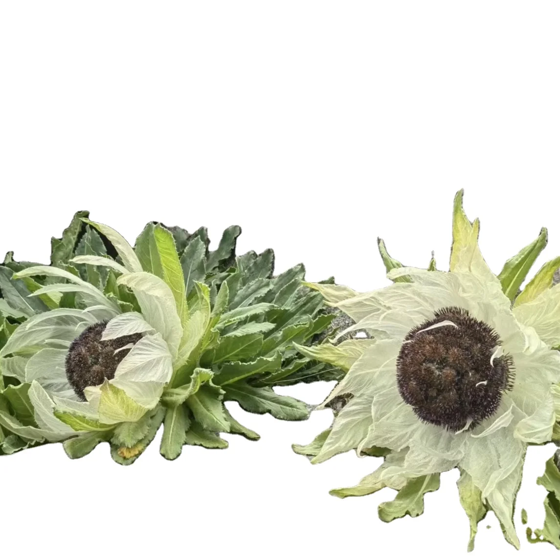 

original ecology Saussuera involucrate dry flower In good condition Nourishing nutrition traditional chinese medicinal materials