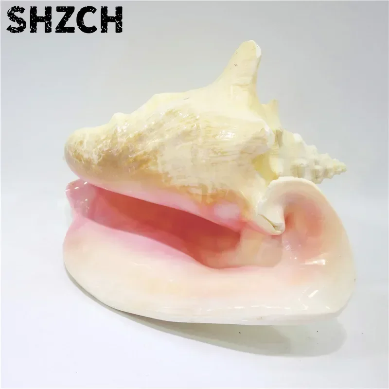 Large Bahama Queen Conch Seashell (Pink) - Bahamas Pink Conch Shell - 18-21CM by Nautical Beach Decor