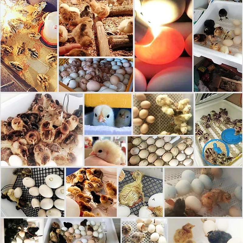 

24 яйца инкубатор для яиц, ферма, птица, полностью автоматическая поворотная двойная электрическая мини-бытовая брудер для курицы, гуся, утки, птицы