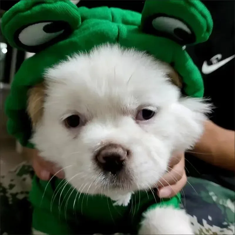 Haustier-Hunde-Cosplay-Kostüm für kleine und mittelgroße Hunde und Katzen, niedliche verstellbare Welpen-Kapuzenkleidung mit elastischen Chihuahua-Bulldoggen-Outfits