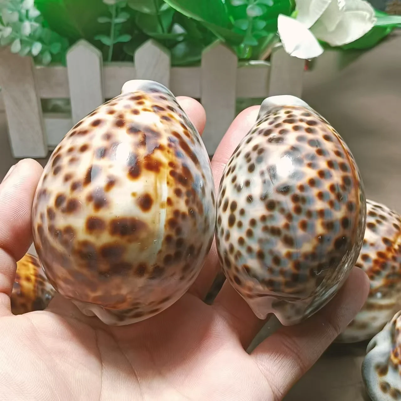 10PCS Madagascar natural beautiful conch decoration, beautiful
