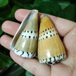 2 PC Natural Captain Cone Shell Conus Capitaneus Conch Brown Sea Shell Fish Tank Landscape Specimen DIY Collection Vase Filler