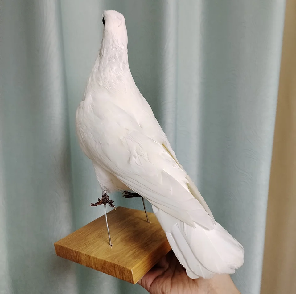 タキシデミー-本物の鳩の標本白い鳥、装飾品、科学、教育、家、庭