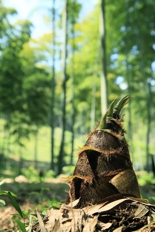 

Outdoor Basin Pump Pool Liner Fog Generator Gardening Equipment Gardening Tooling Accessory Water Fountain Garden Supplies Home