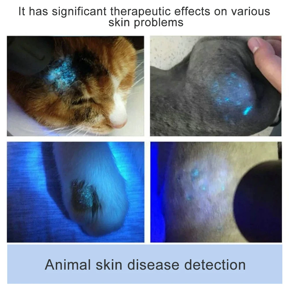 Animal cat ringworm detection Wood's lamp skin examination skin fungus detection vitiligo tinea versicolor chloasma Wood's lamp