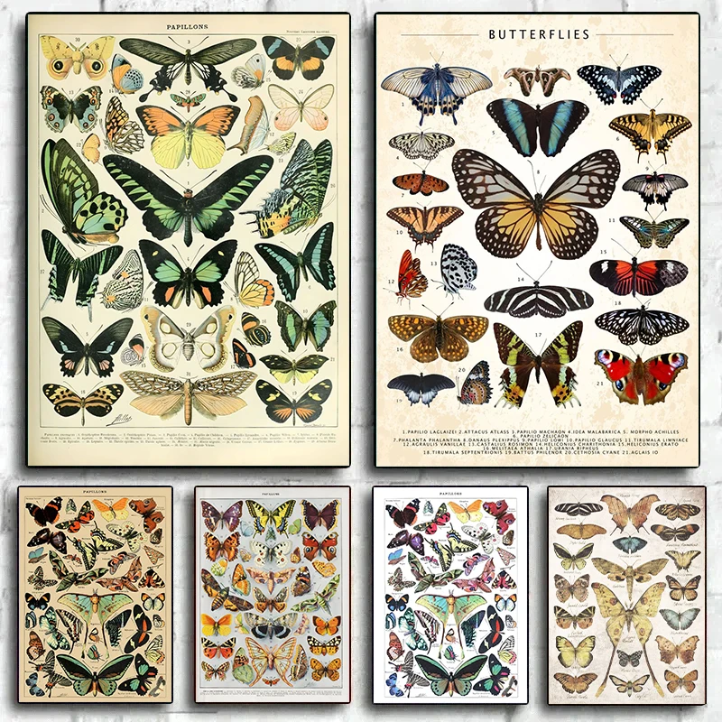 

Vintage Butterfly And Insects Collection Chart Poster Canvas Painting Retro Aesthetic Art Wall Picture Living Room Home Decor