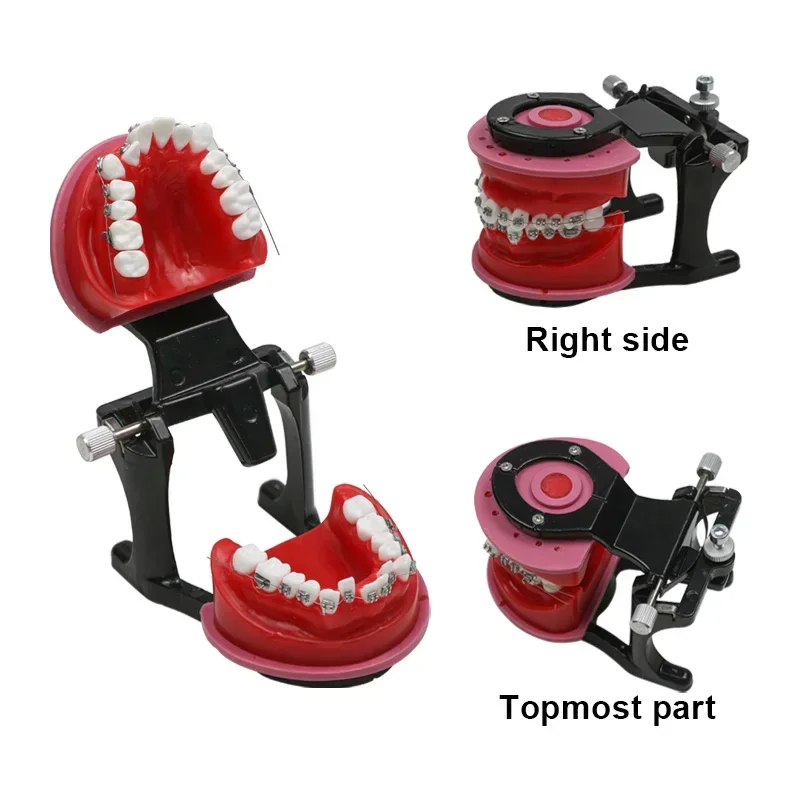 Dental Orthodontic Teeth Practice Model with Metal Brackets Red Wax Gum Tooth Dental Suppllies Dental Tool