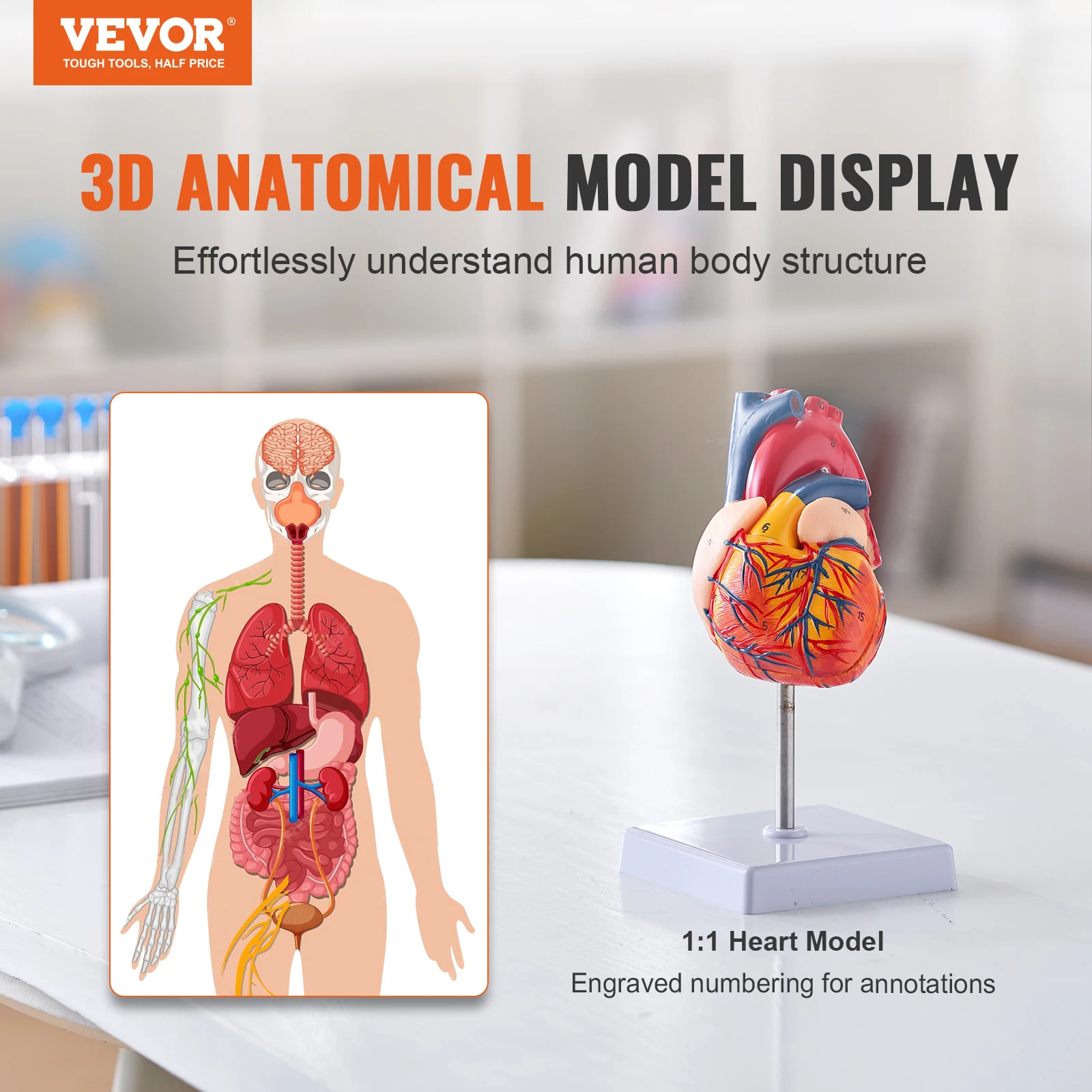 VEVOR-Modelo do Coração Humano com Estruturas Corretas, Modelo Numerado, Tamanho Real, Design Magnético, Base de Display para Aprendizagem, 2 Partes, 1:1