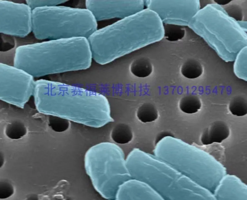 Scanning Study on 47mm Hydrophilic PC Polycarbonate Microporous Filter Membrane Core Pore Membrane Microparticles