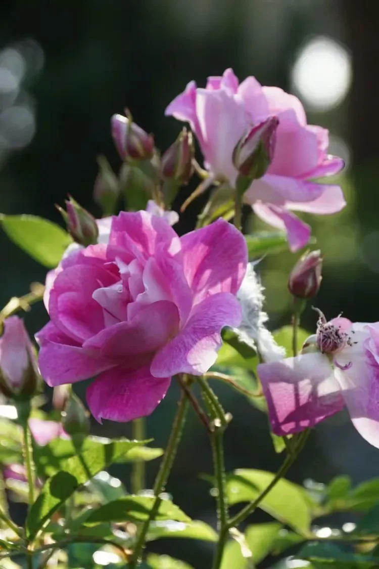 

Комплект для модернизации подвески MJX 1/20 20208 и JJRC C8811 из 7 полностью металлических деталей, обработанных на ЧПУ из алюминия - набор прецизионных утяжелителей 93 г