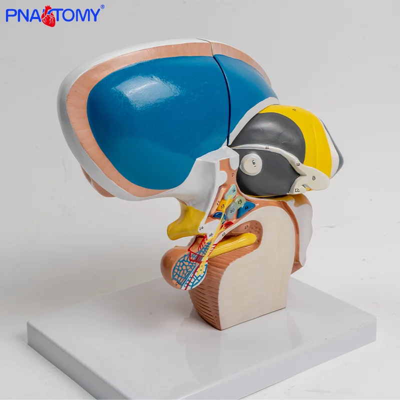 

Human Thalamus Model 4-part Interbrain Intuitive Brain Teaching Model