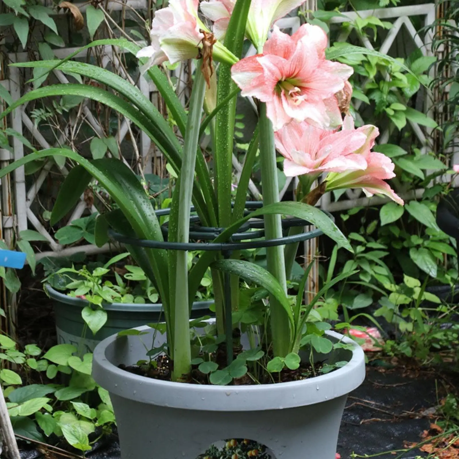 trellis-for-climbing-plants-pea-trellis-vertical-metal-easy-to-install-frame-flower-support-cage-for-garden-vegetable-vine