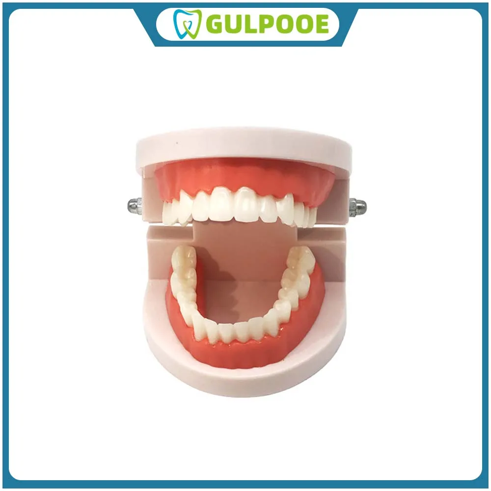 

GULPOOE Pvc Dental Consumable Teeth Models Oral Denture Gums Model Standard Dental Model Medical Teaching Aids Education Demo