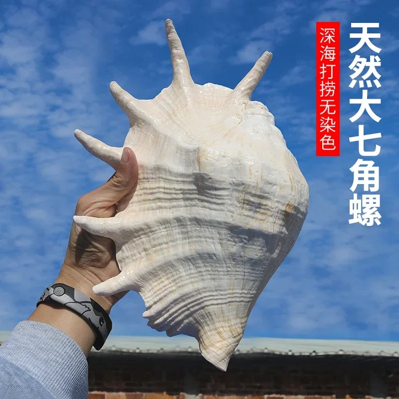 Natural Conch Shell Spider Snail Collection Specimen