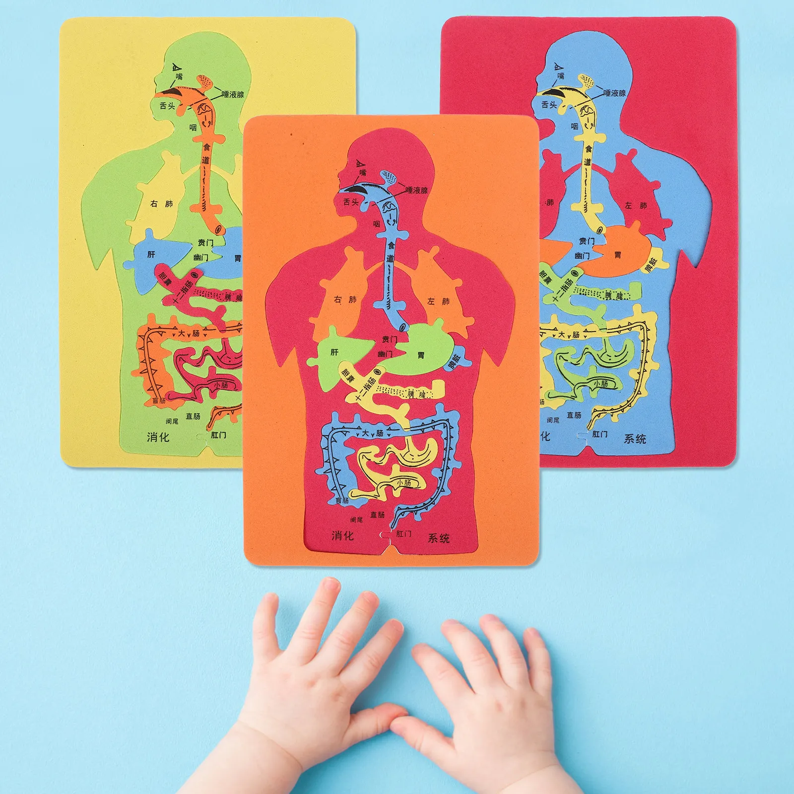 

3pcs Human Digestive System Eva Jigsaw Educational Organ Anatomy Learning Diy Assembly Body Organs Puzzle Set Educational