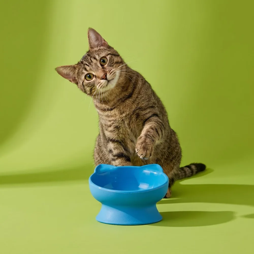 Elevated Cat Bowl with Ears Design Pet Food Water Dish Cute Non Slip Plastic Feeding Container for Cats and Small Dogs Blue view 4